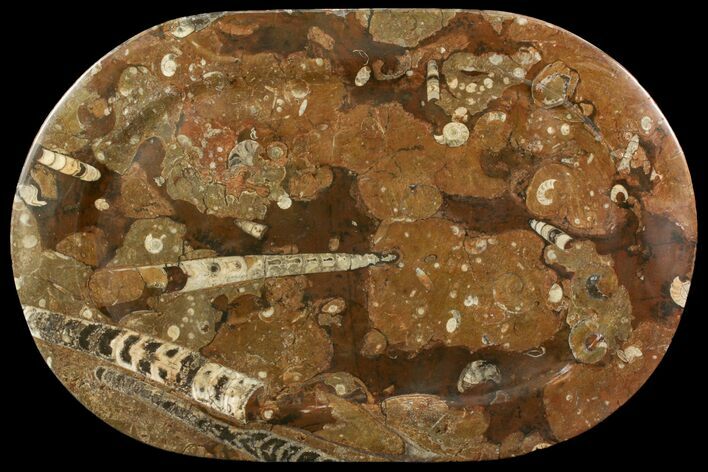 Fossil Orthoceras & Goniatite Oval Plate - Stoneware #140010